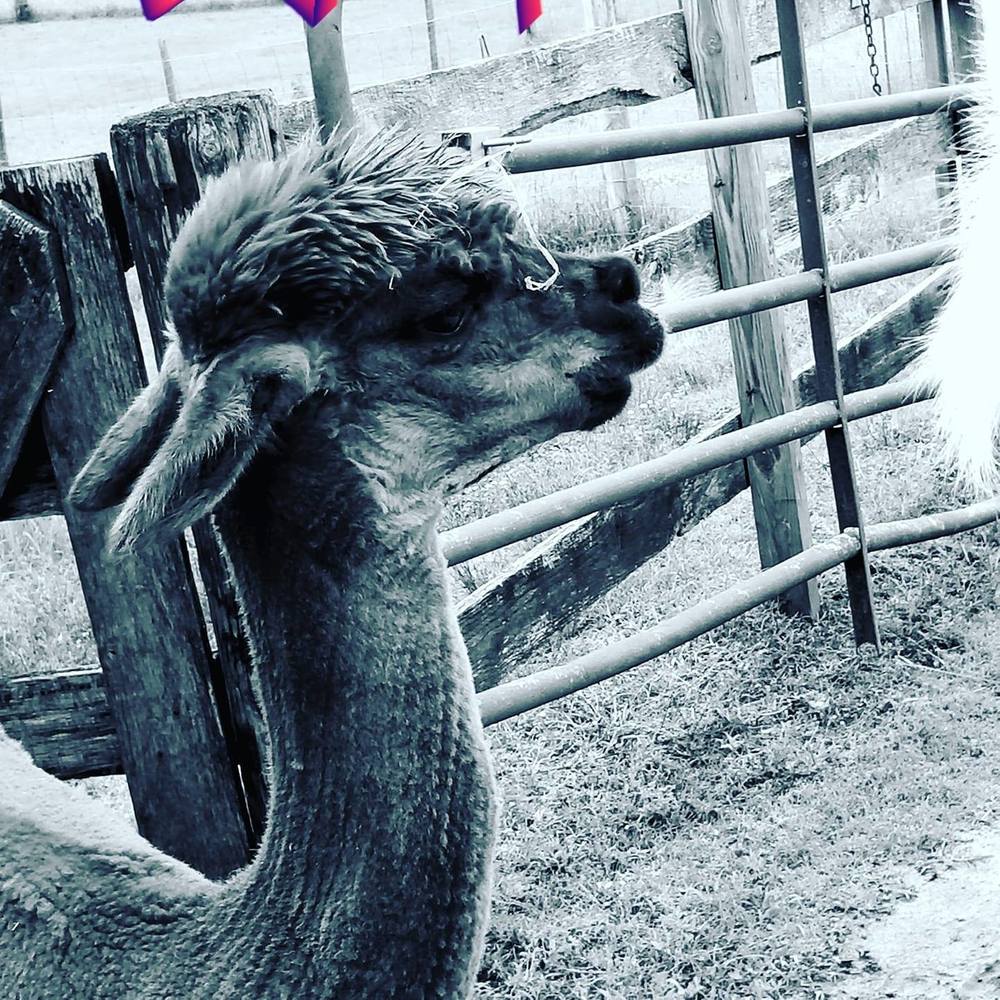 Meet your Posher, Samantha